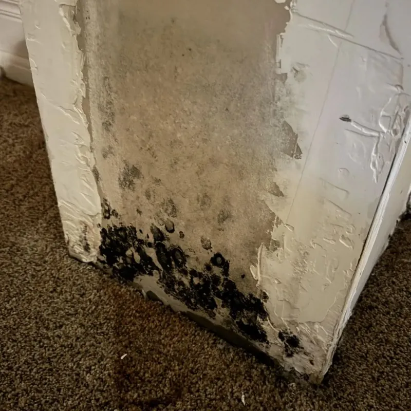 Professional Mold Removal in Hanover County, VA